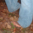 agrimeyhippie2012