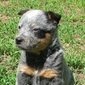 Bluedog1a