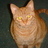 cat123