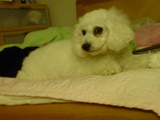 Cocobebe
