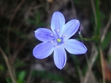 dreamyaquarian