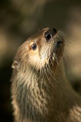 Ferretling
