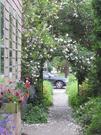 The rose arbor outside our house.