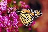 Godsbutterfly1