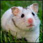 Hamstermom