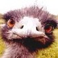 Hobbes