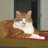 Jazzcat