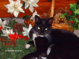 katkrazy