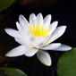Kiauma
