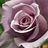 lavender_rose