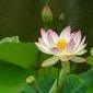 Leolotus