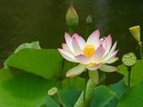 Leolotus
