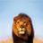 Lion4justice
