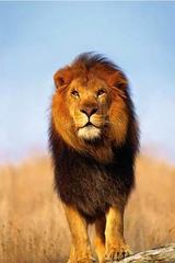 Lion4justice