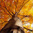 Liriodendron
