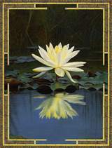 lotuspond