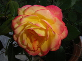 Loveandlight