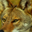 Redfrog777