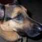 Roodog