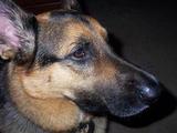 Roodog