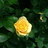 Roseytheriveter