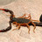scorpio4life