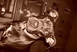 shellyruff66