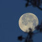 Silvermoonoak