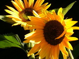 Sunflower1956