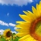 Sunflower65