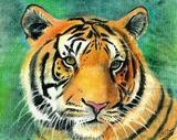 TigersEyeDowsing