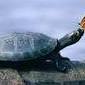 Turtle57