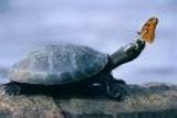 Turtle57