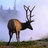 whispering_elk