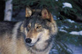 Wolfe