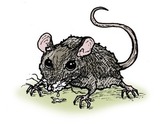 user portrait